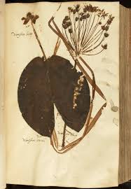 Image result for Melastomastrum segregatum