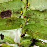 Image result for Calyptrochilum