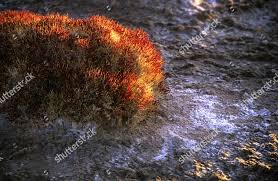 Image result for Halosarcia