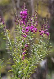 Image result for Polygala gazensis