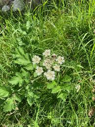 Image result for Lotononis laxa