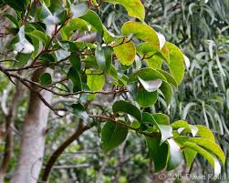 Image result for Salicaceae