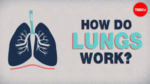 What Do The Lungs Do Emma Bryce Teded Respiratory System Human Body Systems Human Anatomy And Physiology