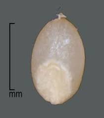 Image result for Digitaria abyssinica