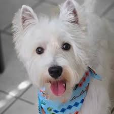 25 cute West Highland White Terrier puppies for sale in Virginia