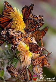 Love When The Monarchs Gather Mariposas De Colores Mariposas Monarca Dibujo Danaus Plexippus