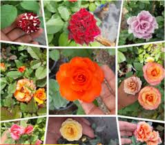 We did not find results for: Pokok Bunga Rose Kampung Price Promotion Jul 2021 Biggo Malaysia