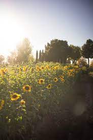 Las cruces tourism las cruces hotels bed and breakfast las cruces. Calhoun Flower Farms