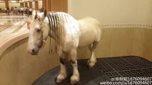 They have broad chests, slender bodies and short backs. Marble Floors Gold Ceilings This Is China S Most Luxurious Horse Stable What S On Weibo