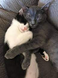 Introducing A New Cat To A Household With A Resident Cat Cattime In 2020 Cute Cats Cute Animals Cute Cats And Kittens