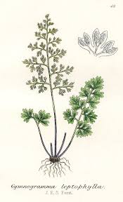 Image result for Anogramma leptophylla