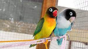 Jenis burung lovebird atau burung cinta adalah salah satu burung dari sembilan jenis spesies genus agapornis. Lovebird Wallpaper Bayi Hewan Lucu Burung Cantik Gambar Burung