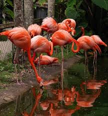 Flamingo Gardens Botanical Gardens Everglades Wildlife Sanctuary Flamingo Garden Wildlife Sanctuary Florida Attractions