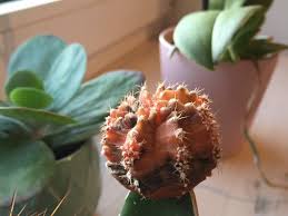 When a cactus has not received water for a long time, to survive it adopts a drastic survival. Moon Cactus Help
