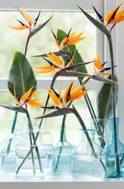 Bird Of Paradise Bouquet Care 35 Trendy Bird Of Paradise Flower Arrangement Vase Birds Of Paradise Plant Paradise Plant Birds Of Paradise Flower