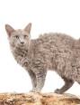LaPerm Cat Breed Information - Vetstreet