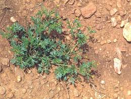 Image result for Chrysanthellum