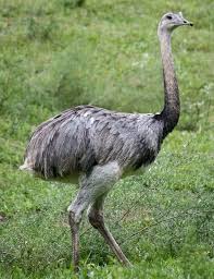 The biggest bird in the world is an ostrich. Top 10 Largest Living Birds In The World The Mysterious World