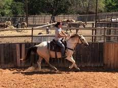 Valentine, 4 yr old registered aqha buckskin gelding. Buckskin Horses Paint Horses For Sale Horseclicks