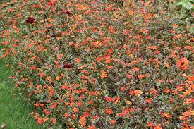 Jun 17, 2021 · switchlist a bigger splash, die farbe lila und gerhard polt: Goldmarie Zweizahn Bidens Ferulifolia Sorten Und Pflege Anleitung