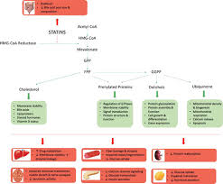 Statin Toxicity Circulation Research