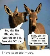 This photo was uploaded by luckypak. Hey Mike Mike Mike Mike Mike Guess What Day It Is Bruce You Are Not A Camel You Re An Ass Guess What Day It Is We Discussed This I Have Seen Too