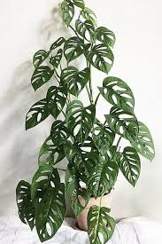 Monstera Adansonii Plant Swiss Cheese Plant Rare Cool Plants Plant Goals Plants