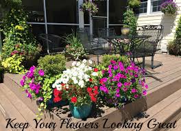 Here's how you can save your aeonium from dying after it's done blooming. Help My Flowers Are Dying Why They Are How To Save Them Farm Fresh For Life Real Food For Health Wellness