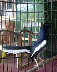 Here are 2 possible meanings. Tips On Caring For Birds Tips Merawat Burung Kacer Peliharaan English Indonesian Steemit