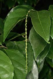 Image result for Tannodia swynnertonii