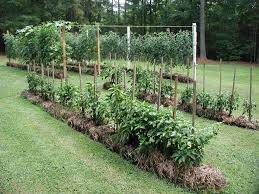 When setting up the straw bale garden, put the bales with the cut side facing up. Straw Bale Gardens Root Simple