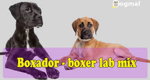 Boxador Boxer Lab Mix Characteristics Appearance And