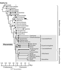A mammal is an animal that feeds its babies with milk when it is young. Cretaceous Eutherians And Laurasian Origin For Placental Mammals Near The K T Boundary Nature