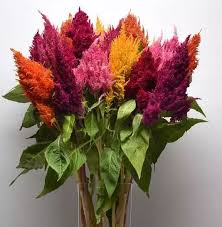 Image result for Suaeda plumosa