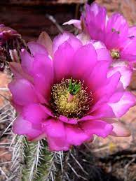 If you think that planting native shrubs will make your yard look dull, weedy, and unkempt, think again! Backyard Gardener Arizona Plant Identification Resources September 12 2018