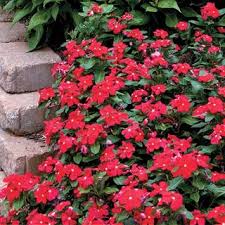 Check spelling or type a new query. Pacifica Really Red Hybrid Vinca Flower Seeds Plantas The Fresh Jardim