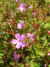Usually, the last thing you wanna see while stranded in the water is a shark. Geranium Robertianum Wikipedia