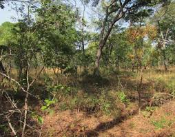 Image result for Oldfieldia dactylophylla