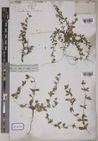 Image result for Blepharis integrifolia