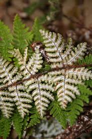 Image result for Aleuritopteris