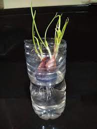 Masa panen bawang daun hidroponik yaitu 2 bulan sejak disemai. Allaboutlynns Science Activity Akar Dan Daun Bawang