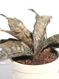 Image result for Sansevieria kirkii