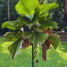 Image result for Licuala grandis