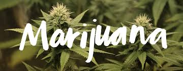 Image result for picture of marijuana