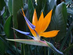 Bird Of Paradise Plant Varieties Australia Tropical Bird Of Paradise Birds Of Paradise Plant Paradise Plant Birds Of Paradise