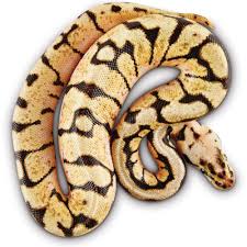The breeder intended to create an axanthic x pastel. Ball Pythons For Sale Python Regius Petco