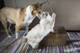 Maybe you would like to learn more about one of these? How To Introduce A Cat To A New Home