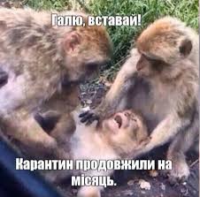 Як гумор і меми допомагають нам пережити пандемію | Громадське радіо