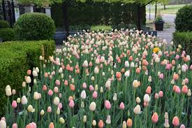 Tips For Planting Tulips En Masse How To Choose Tulip Colors How To Vary Bloom Times For The Best Visual Effect Etc Planting Tulips Patio Plants Plants