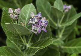 Image result for Calotropis gigantea